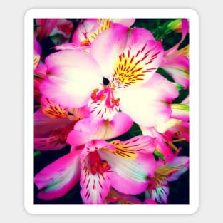 Pink Peruvian Lilies (Alstroemeria) in Bloom Sticker